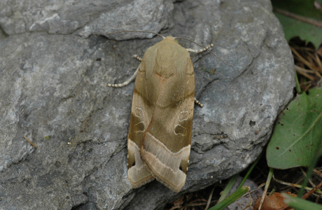 Bunte Bandeule (Noctua fimbriata) - © Leo Kuzmits